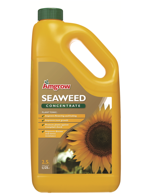 amgrow seaweed concentrate