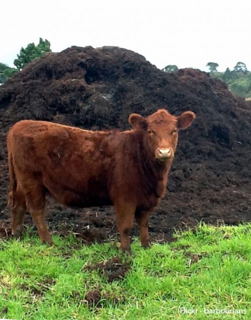 Cow Manure - soils and composts Richmond Sand Gravel and Landscaping. Photo by Flickr user barbourians